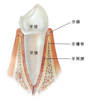 什么是牙周组织