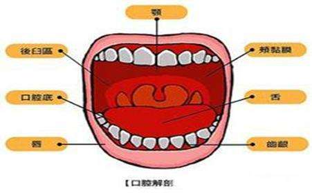 口腔的功能有哪些