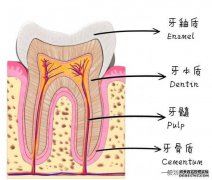 牙的内部结构
