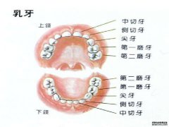 每个牙齿都叫什么名字？