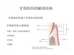 牙周组织有哪些呢？