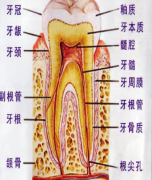 牙齿的结构与功能