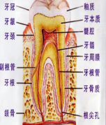 【福州】带你全面了解牙齿的结果、功能